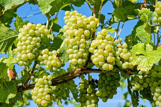 Wine not only drink and eat, but also as an effective sun protection