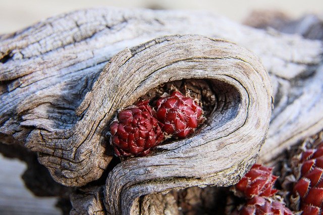 Rhodiola is a grateful plant