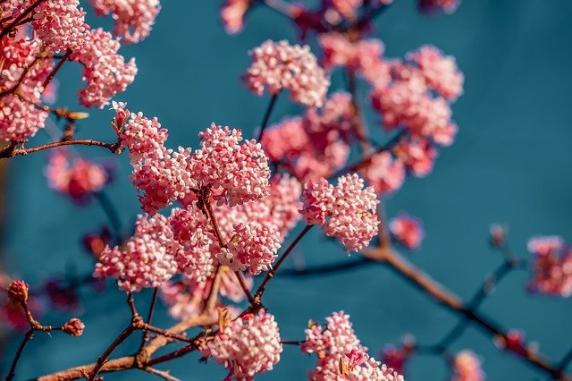 Fragrant spring greetings