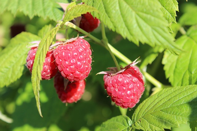 Raspberries and blackberries are planted in gardens!